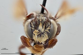 Media type: image;   Entomology 791855 Aspect: head frontal view